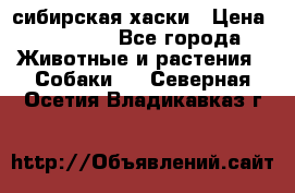 l: сибирская хаски › Цена ­ 10 000 - Все города Животные и растения » Собаки   . Северная Осетия,Владикавказ г.